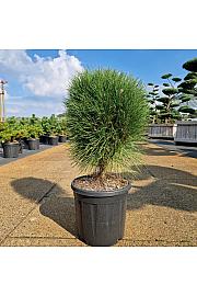 Pinus nigra Summer Breeze ® C15 Lit. 40/+ cm