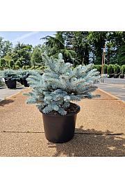 Picea pungens glauca globosa C12 Lit. 30-40 cm