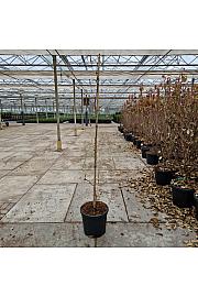 Ginkgo biloba Beijing Gold C18 Lit. 150-175 cm
