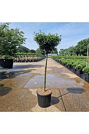 Ilex aquifolium Heckenzwerg C18 Lit. Na steblu 60 cm