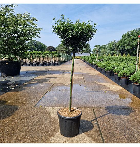 Ilex aquifolium Heckenzwerg C18 Lit. Na steblu 60 cm