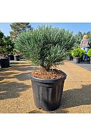 Pinus sylvestris Watereri C18 Lit. 40-50 cm