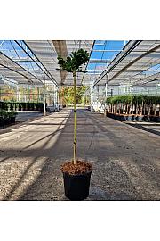 Cryptomeria jap. Tomahawk C8 Lit. Na steblu 70 cm