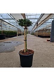 Abies koreana Kohouts Icebreaker® C11 Lit. Na steblu 40 cm Krošnja 20-25 cm