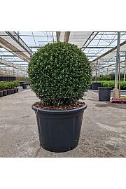 Ilex crenata Glorie Gem C65 Lit. 60/+ cm Krogla