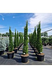 Juniperus chin. Spartan C110 Lit. 200-250 cm