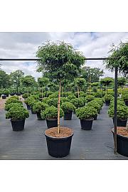 Thuja plicata Kagers Beauty C180 Lit. Na steblu 180 cm Krošnja 100-120 cm