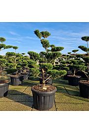 Juniperus media Mint Julep C180 Lit. 160-180 cm Bonsai
