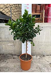 Citrus aurantifolia Lime Verde Ø30 Na steblu 50 cm