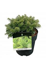 Abies koreana Brillant C4 Lit. 15-20 cm