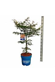 Acer pseudosieboldianum Ice Dragon® C15 Lit. 125-150 cm