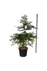 Acer pseudosieboldianum Ice Dragon® C55 Lit. 150-175 cm extra