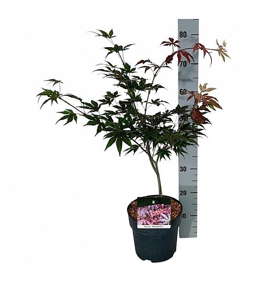 Acer palmatum Atropurpureum C4 Lit. 40-50 cm