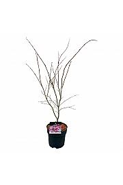 Acer palmatum Atropurpureum C5 Lit. 60-80 cm