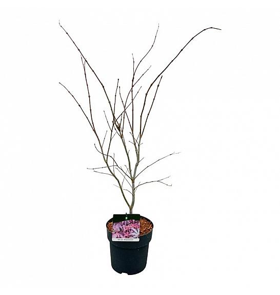 Acer palmatum Atropurpureum C5 Lit. 60-80 cm