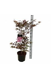 Acer palmatum Atropurpureum C10 Lit. 80-100 cm