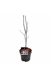 Acer palmatum Bloodgood C4 Lit. 40-50 cm