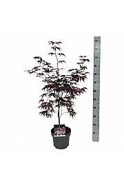 Acer palmatum Bloodgood C4 Lit. 50-60 cm