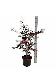 Acer palmatum Bloodgood C10 Lit. 80-100 cm