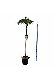 Acer palmatum Dissectum C30 Lit Na steblu 160 cm