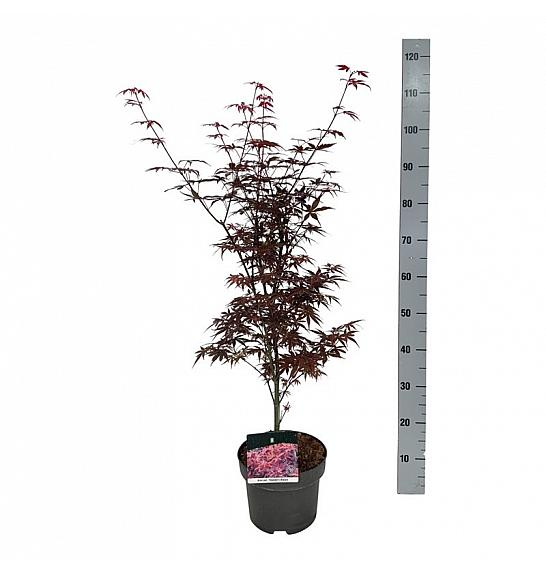 Acer palmatum Skeeters Broom C4 Lit. 50-60 cm