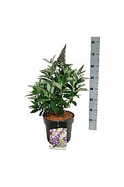 Buddleja davidii Butterfly Candy Lila Sweetheart C7,5 Lit.  40-50 cm