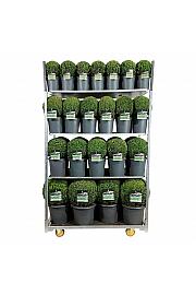 Buxus sempervirens Mix CC 1