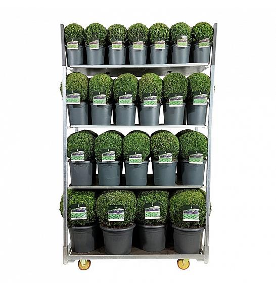 Buxus sempervirens Mix CC 1