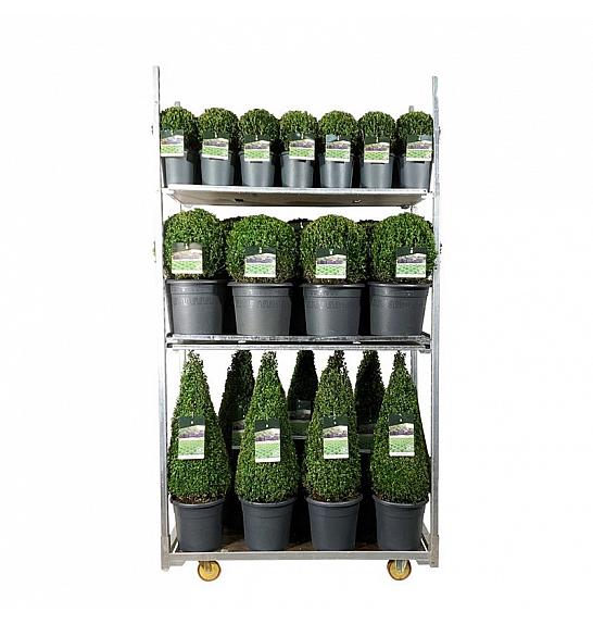 Buxus sempervirens Mix CC 5