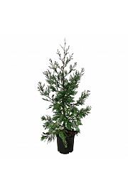 Calocedrus decurrens Pillar C15 Lit. 100-125 cm