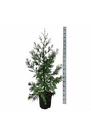 Calocedrus decurrens Pillar C15 Lit. 100-125 cm