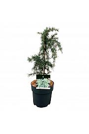 Cedrus deodara Feelin Blue C5 Lit. 30-40 cm; Piramida