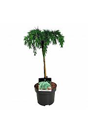 Cedrus deodara Feelin Blue C4 Lit. Na steblu 40 cm