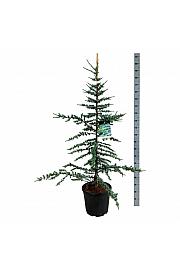 Cedrus libani Glauca C30 Lit. 150-175 cm extra