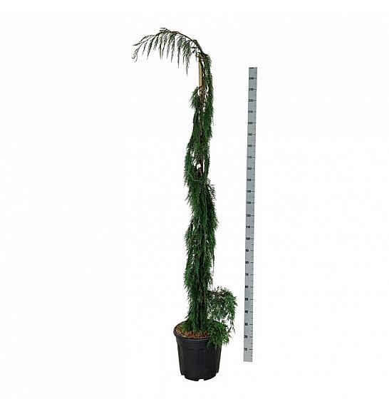 Chamaecyparis nootkatensis Moonshot C30 Lit. 200-225 cm extra