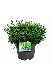 Chamaecyparis obtusa Gitte C7 Lit. 30-40 cm