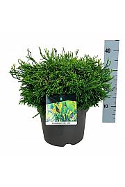 Chamaecyparis obtusa Gitte C7 Lit. 30-40 cm