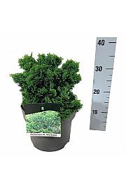 Chamaecyparis obtusa Nana Gracilis C5 Lit. 20-25 cm
