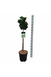 Chamaecyparis obtusa Nana Gracilis C15 Lit. Na steblu 80 cm; Krošnja 30/40 cm