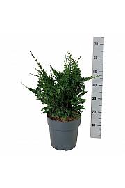 Chamaecyparis obtusa Teddy Bear C7 Lit. 40-50 cm