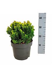 Chamaecyparis obtusa Meroki Twin C4 Lit. 20-25 cm