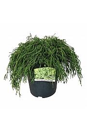 Chamaecyparis pisifera Filifera Nana C7 Lit. 40-50 cm