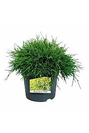 Chamaecyparis pisifera Sungold C7 Lit. 30-40 cm
