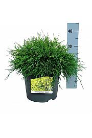 Chamaecyparis pisifera Sungold C7 Lit. 30-40 cm