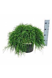 Chamaecyparis pisifera Sungold C7,5 Lit. 40-50 cm