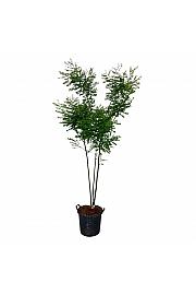 Cladrastis kentukea C30 Lit. 175-200 cm extra