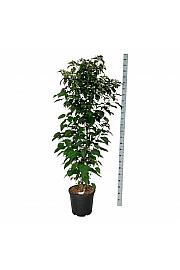 Clerodendrum trichotomum fargesii C30 Lit. 175-200 cm extra