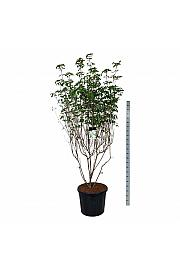 Cornus kousa Milky Way C90 Lit. 200-225 cm extra