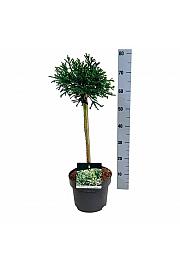 Cryptomeria japonica Little Champion C4 Lit. Na steblu 40 cm