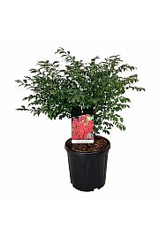 Euonymus alatus Compactus C15 Lit. 50-60 cm